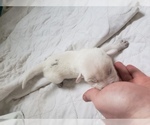 Small Photo #69 Labrador Retriever Puppy For Sale in NEW LENOX, IL, USA