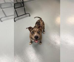 American Bulldog Dogs for adoption in St. Cloud, FL, USA