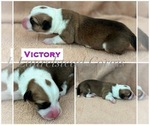 Puppy Victory Pembroke Welsh Corgi