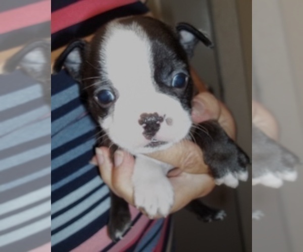 Medium Photo #2 Boston Terrier Puppy For Sale in CRKD RVR RNCH, OR, USA