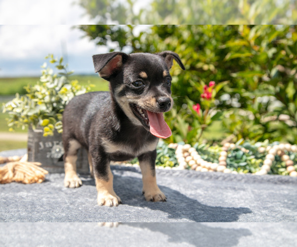 Medium Photo #2 Chihuahua Puppy For Sale in SALEM, IN, USA