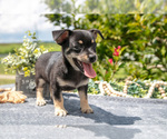 Small #1 Chihuahua