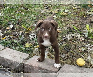 Siberian Husky-Unknown Mix Dogs for adoption in Fenton, MO, USA