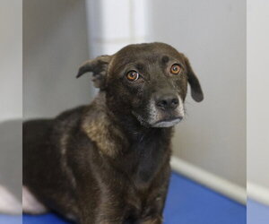 Mutt Dogs for adoption in San Antonio, TX, USA