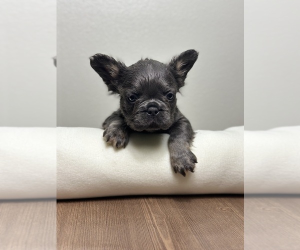 Medium Photo #11 French Bulldog Puppy For Sale in LOS ANGELES, CA, USA