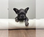 Small #10 French Bulldog