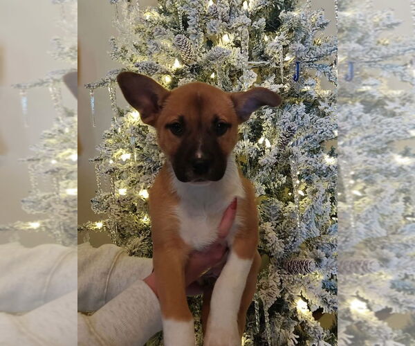 Medium Photo #1 German Shepherd Dog-Unknown Mix Puppy For Sale in Claremore, OK, USA