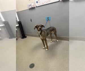 Boxer-Unknown Mix Dogs for adoption in Las Vegas, NV, USA