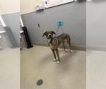 Small Boxer Mix