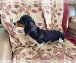 Small #3 Dachshund