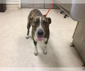 American Pit Bull Terrier Dogs for adoption in Riverside, CA, USA