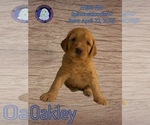Puppy Oakley Poodle (Standard)-Spinone Italiano Mix