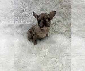 French Bulldog Puppy for sale in NEWNAN, GA, USA