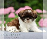 Small #2 Shih Tzu