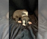 Puppy Puppy 2 Boxer
