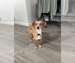 Chihuahua-Unknown Mix Dogs for adoption in Springdale, PA, USA