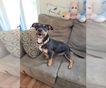 Small #4 Mutt