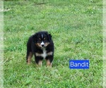 Puppy Bandit Australian Shepherd