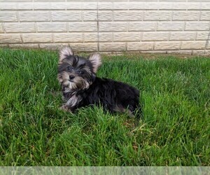 Yorkshire Terrier Puppy for sale in FREDERICKSBURG, OH, USA