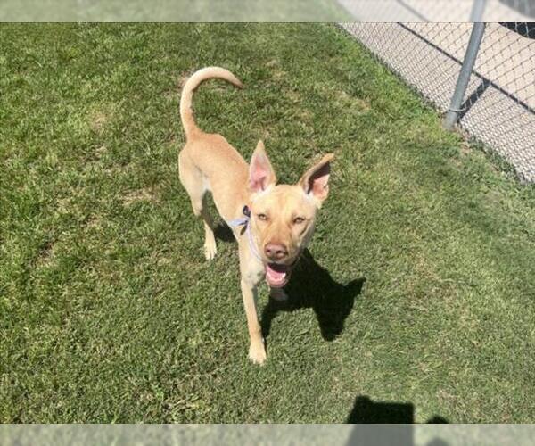 Medium Photo #1 Labrador Retriever-Unknown Mix Puppy For Sale in Tulsa, OK, USA