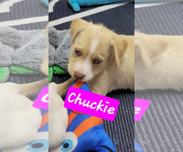 Medium Photo #3 Miniature Labradoodle Puppy For Sale in Brooksville, FL, USA