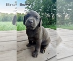 Puppy Brown Labrador Retriever
