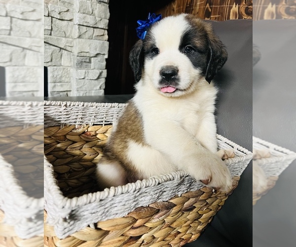 Medium Photo #23 Saint Bernard Puppy For Sale in WHITESBORO, NY, USA