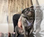 Small #5 Pug