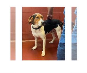 Beagle-Treeing Walker Coonhound Mix Dogs for adoption in Westminster, MD, USA