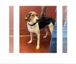 Small Beagle-Treeing Walker Coonhound Mix