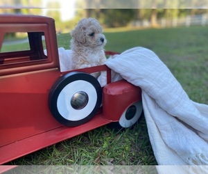 Maltese-Poodle (Toy) Mix Puppy for sale in LITHIA, FL, USA