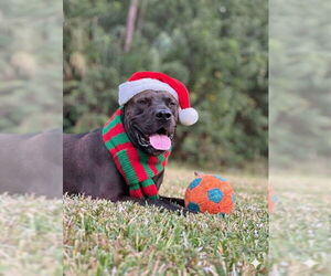 Labrador Retriever-Unknown Mix Dogs for adoption in Naples, FL, USA