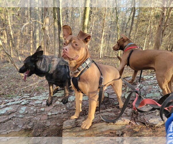 Medium Photo #4 American Staffordshire Terrier-French Bulldog Mix Puppy For Sale in Arlington, VA, USA