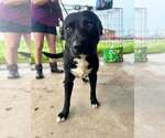 Small #2 Mutt