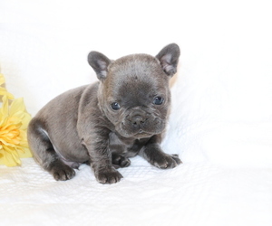 French Bulldog Puppy for sale in SHILOH, OH, USA