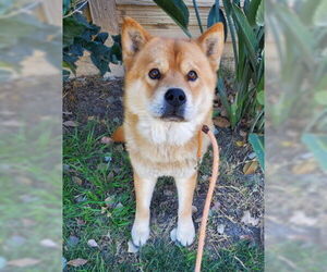 Ronnie - Male Chow Chow-Unknown Mix Dog for Adoption - Photo #3
