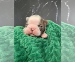 Small #12 Boston Terrier