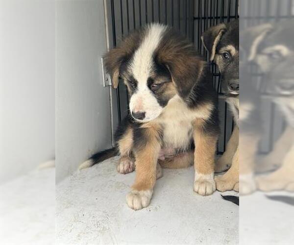 Medium Photo #1 Australian Shepherd-Unknown Mix Puppy For Sale in Houston, TX, USA