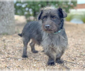 Dachshund-Unknown Mix Dogs for adoption in PIPE CREEK, TX, USA