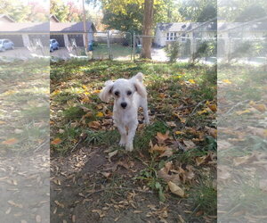 Maltese Dogs for adoption in St. Louis Park, MN, USA