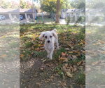 Nokomis - Male Maltese Dog for Adoption - Small photo