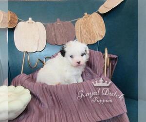 Pomeranian-Poodle (Toy) Mix Puppy for sale in LE MARS, IA, USA