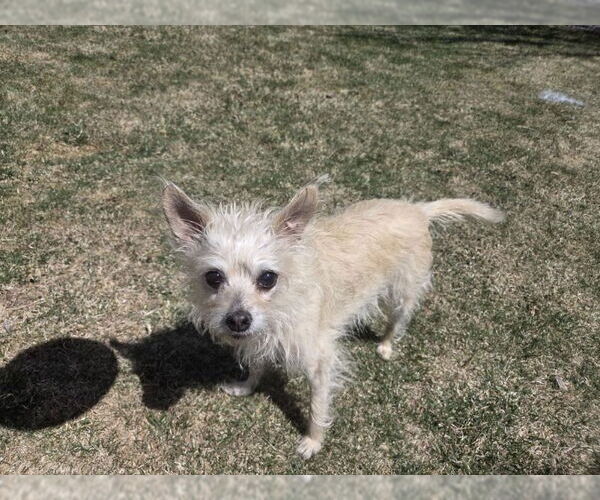 Medium Photo #2 Mutt Puppy For Sale in Fort Collins, CO, USA