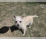 Small #1 Mutt