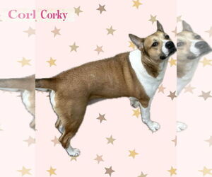 Corky - Female Mutt Dog for Adoption - Photo #2