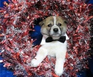 Pom-Shi Puppy for sale in HARTVILLE, MO, USA