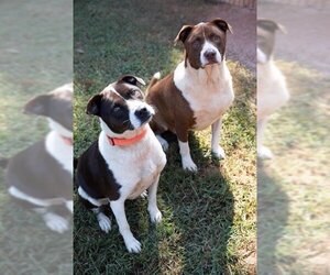 Borador Dogs for adoption in Woodstock, GA, USA