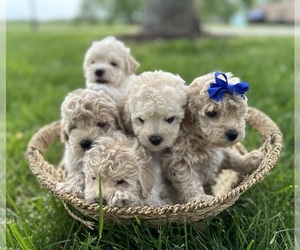 Bichpoo Puppy for Sale in ELKTON, Kentucky USA