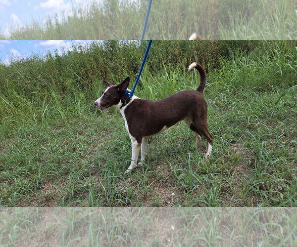 Medium Photo #2 Mutt Puppy For Sale in Jackson, MS, USA