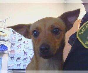 Chihuahua Dogs for adoption in Sacramento, CA, USA